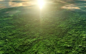 Free Video Stock surface of a lake seen up close