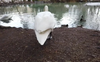 Free Video Stock swan and ducks by a pond