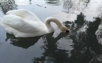 Free Video Stock swan feeding in a pond