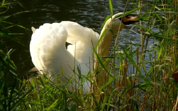 Free Video Stock swan feeding on grass on the shore of a lake