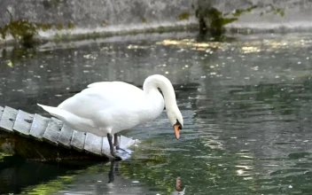 Free Video Stock swan in an artificial pond
