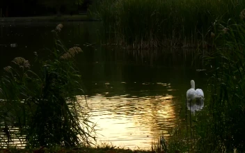 Free Video Stock swan slowly swimming across a lake