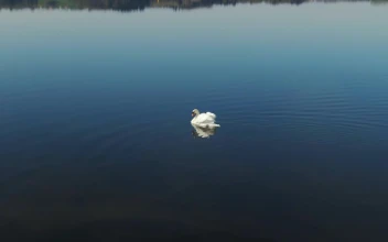 Free Video Stock swan swimming in a lake