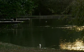 Free Video Stock swan swimming near the lakeshore