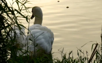 Free Video Stock swan swimming near the bank of a river
