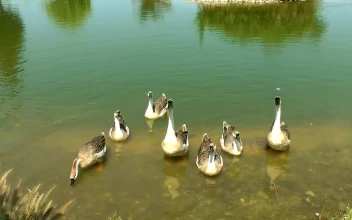 Free Video Stock swans family in a lake shore