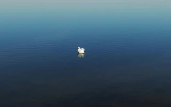 Free Video Stock swans searching for food