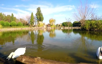 Free Video Stock swans swimming and feeding in a lake