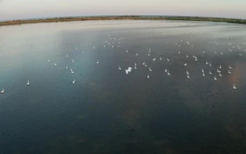 Free Video Stock swans swimming on a lake