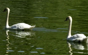 Free Video Stock swans swimming in a green lake with ducks