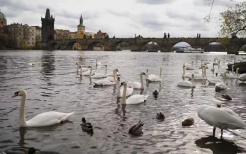 Free Video Stock swans swimming on the banks of a river