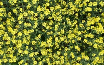 Free Video Stock swaying field of crops in a gentle wind