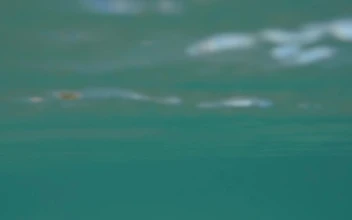 Free Video Stock swimming off a tropical coast