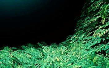 Free Video Stock swiss cheese plant leaves on dark background