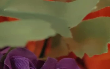 Free Video Stock synthetic fabric flowers close view