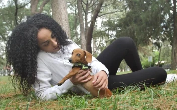Free Video Stock taking care of your dog in the park