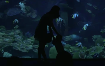 Free Video Stock taking photos in an oceanarium
