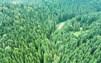 Free Video Stock tall forest with a dirt road