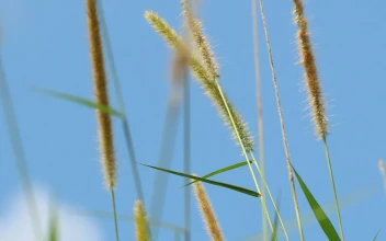 Free Video Stock tall grass against a summer sky