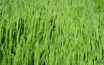 Free Video Stock tall grass blowing in the wind