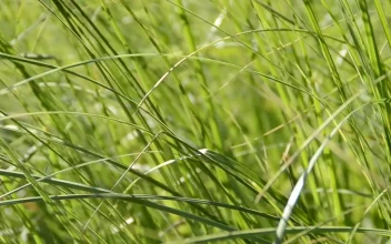 Free Video Stock tall grass by the side of the road