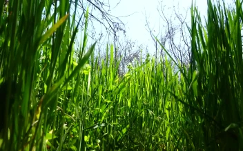 Free Video Stock tall grass growing in spring