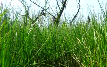 Free Video Stock tall grass growing under a dead tree