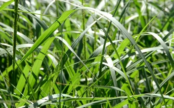 Free Video Stock tall grass in a field