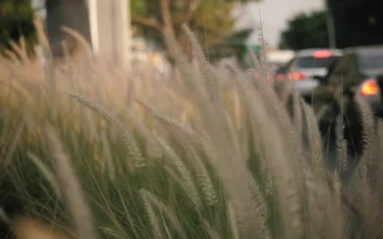 Free Video Stock tall grass waving in the breeze