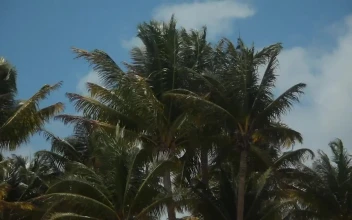 Free Video Stock tall palms in the wind
