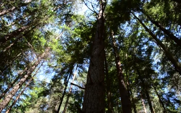 Free Video Stock tall pines blocking the sunlight