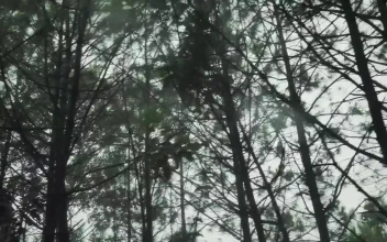 Free Video Stock tall trees in the forest