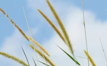 Free Video Stock tall wild grass in the wind