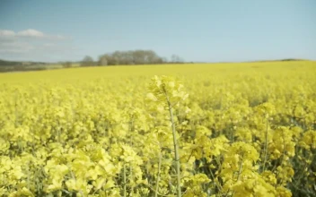 Free Video Stock tall yellow crops under a blue sky