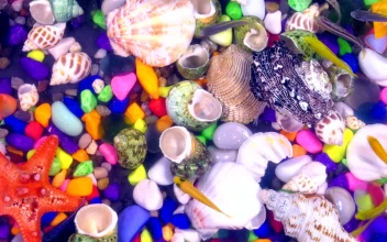 Free Video Stock tank full of fish and sea shells