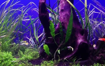 Free Video Stock tank with fish and marine flora