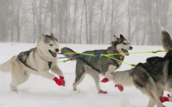 Free Video Stock team of husky sled dogs running in the snow