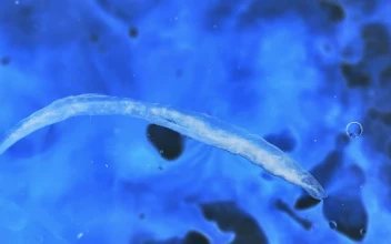 Free Video Stock texture of a bacteria floating in liquid