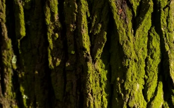 Free Video Stock texture of the bark of a wet tree