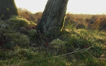 Free Video Stock texture of the flora of a forest in detail