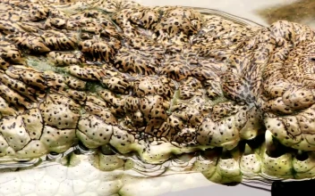 Free Video Stock texture of the skin of a crocodile in the water