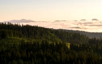 Free Video Stock the forest and mist in the morning