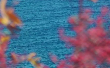 Free Video Stock the sea seen from afar between plants