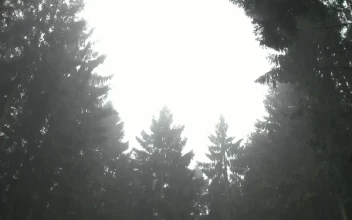 Free Video Stock thick flora in a forest