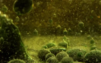 Free Video Stock thick green and bubbly liquid seen in detail