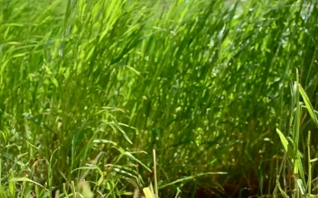Free Video Stock thick wild grass in the sun