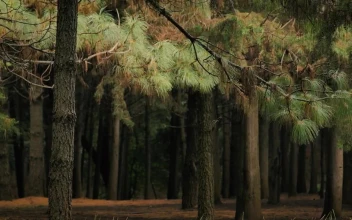 Free Video Stock thin tall trees