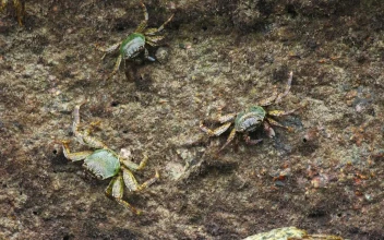 Free Video Stock three crabs on a rock at the beach