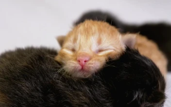 Free Video Stock three newborn cats