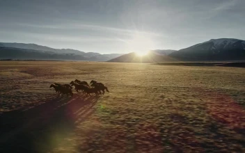 Free Video Stock tibetan horses running across tundra in himalayan landscape